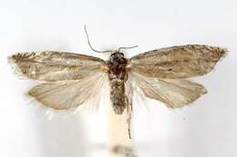 Image of <i>Eucosma pallidarcis</i>