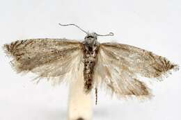 Image of <i>Eucosma pallidarcis</i>