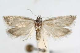 Image of <i>Eucosma pallidarcis</i>