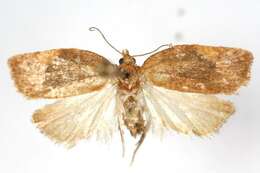 Image of Acleris foliana Walsingham 1879