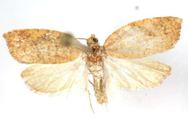 Image of Acleris foliana Walsingham 1879