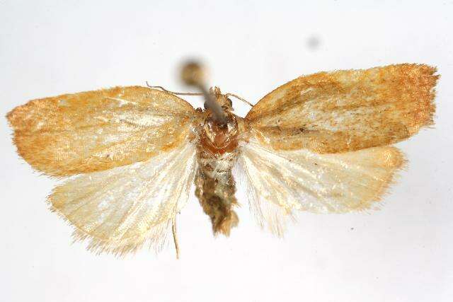 Image of Acleris foliana Walsingham 1879