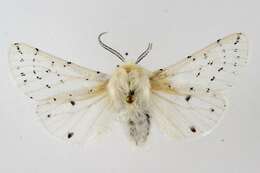 Image of Vestal Tiger Moth