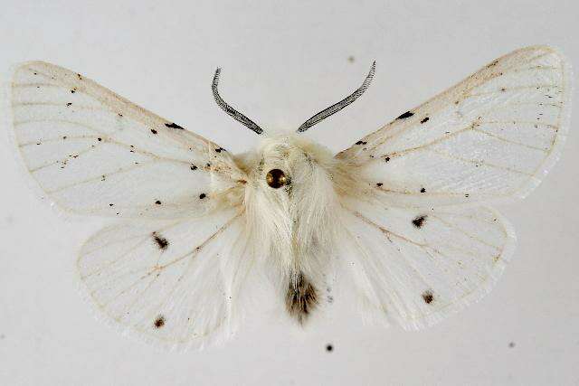 Image of Vestal Tiger Moth