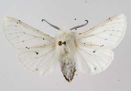 Image of Vestal Tiger Moth