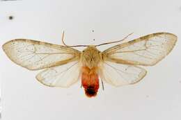 صورة Pseudohemihyalea edwardsii (Packard 1864)