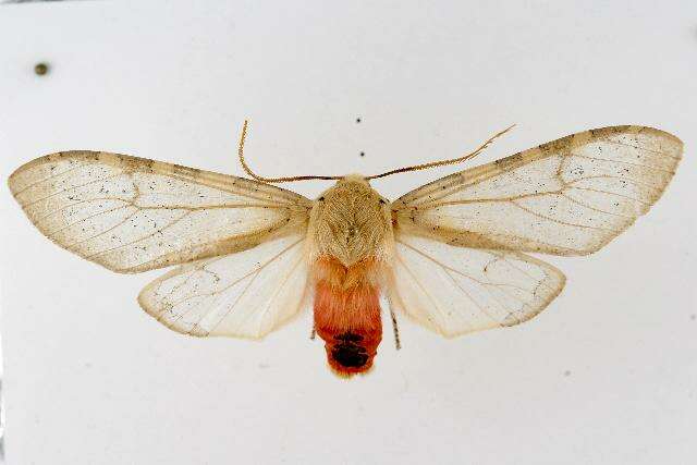 صورة Pseudohemihyalea edwardsii (Packard 1864)