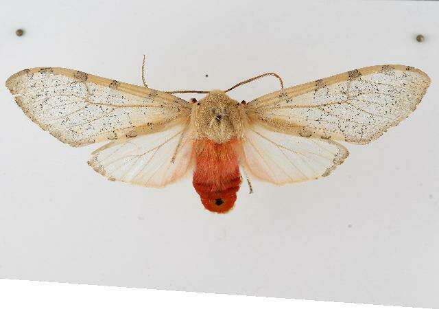 صورة Pseudohemihyalea edwardsii (Packard 1864)