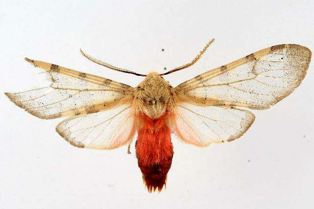 صورة Pseudohemihyalea edwardsii (Packard 1864)