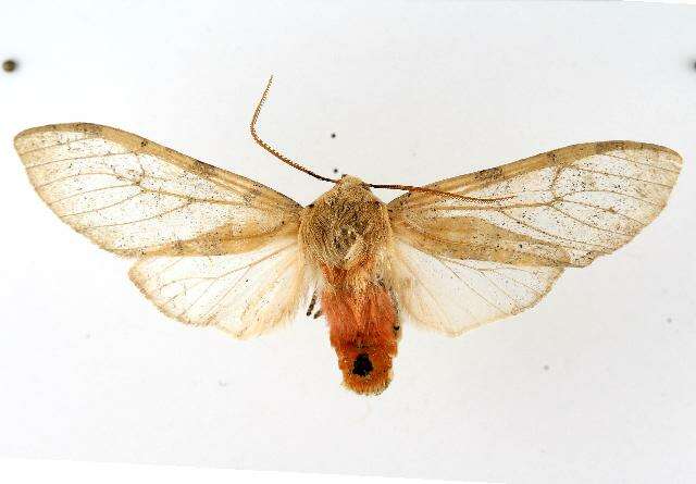 صورة Pseudohemihyalea edwardsii (Packard 1864)