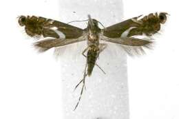 Image of Yellow Nutsedge Moth