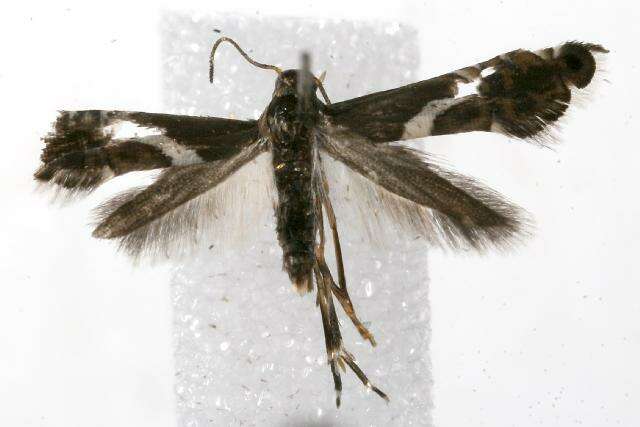 Image of Yellow Nutsedge Moth