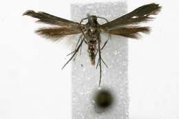Image of Schreckensteinioidea