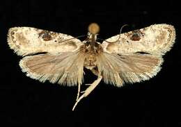 Image of Poison Hemlock Moth