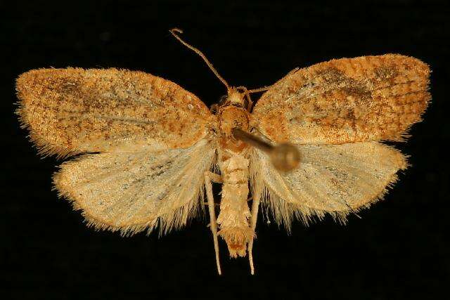 Image of Acleris foliana Walsingham 1879