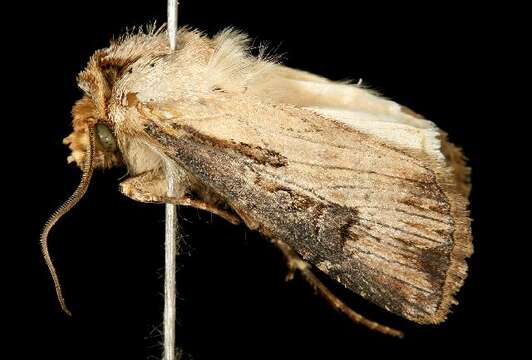 Image of Agrotis vancouverensis