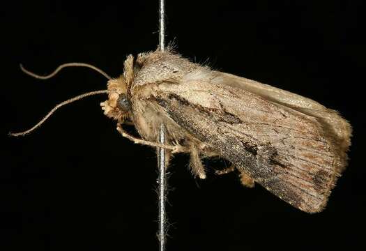 Image of Agrotis vancouverensis