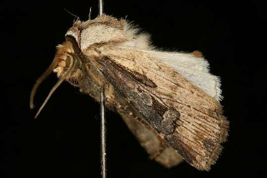 Image of Agrotis vancouverensis