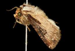 Image of Agrotis vancouverensis