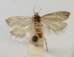 Image of <i>Eucosma pallidarcis</i>