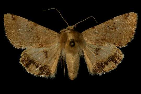 Image of <i>Heliothis phloxiphaga</i>