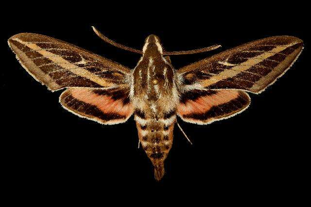 Image of White-lined Sphinx