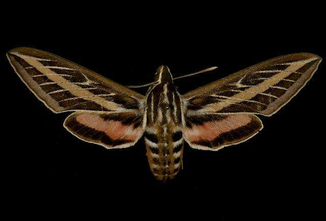 Image of White-lined Sphinx