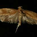 صورة <i>Ypsolopha cervella</i>