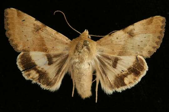 Image of <i>Heliothis phloxiphaga</i>