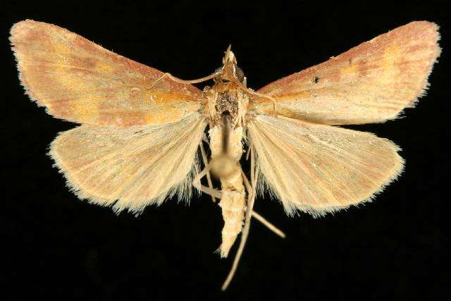 Image of Southern Purple Mint Moth