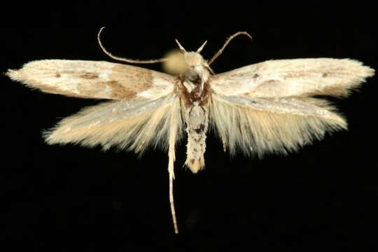 Image of Scythris