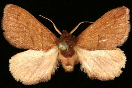 Image of Monoleuca occidentalis Barnes & McDunnough 1912