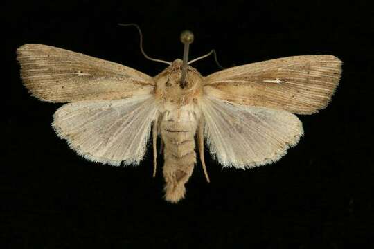 Image de <i>Leucania oregona</i>