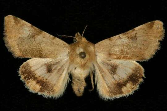 Image of <i>Heliothis phloxiphaga</i>