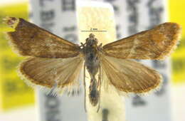 Image of Noctueliopsis bububattalis Hulst