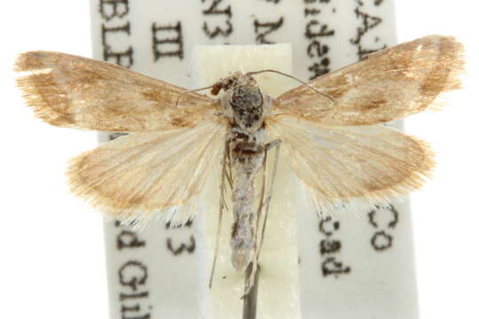 صورة <i>Noctueliopsis aridalis</i>