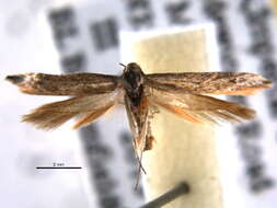 Image of Scythridinae