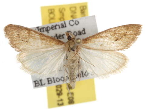 Image of Arenochroa flavalis CS