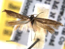 Image of Scythridinae