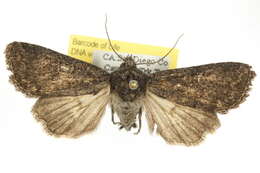 Image of Aseptis fumosa Grote 1879
