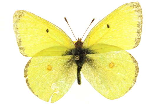 Image of Harford's Sulphur