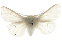 Image of Vestal Tiger Moth