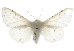 Image of Vestal Tiger Moth