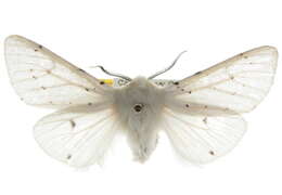 Image of Vestal Tiger Moth