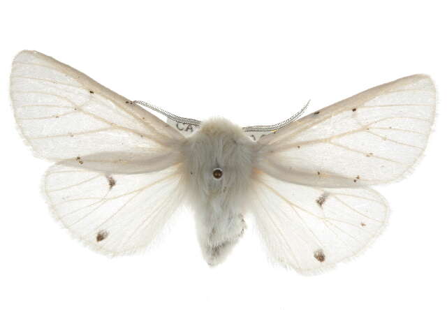 Image of Vestal Tiger Moth