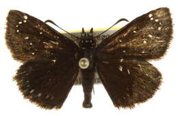 Image of Sootywings