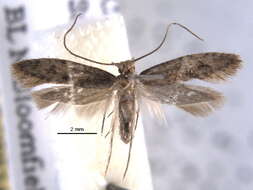 Image of Tinea unomaculella Chambers 1875