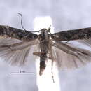 Image of Neopalpa