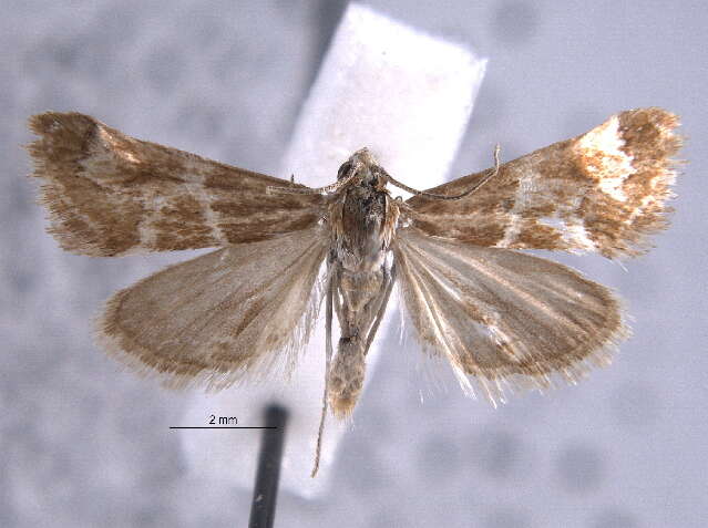 Image of Noctueliopsis bububattalis Hulst