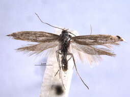 Image of Scythridinae